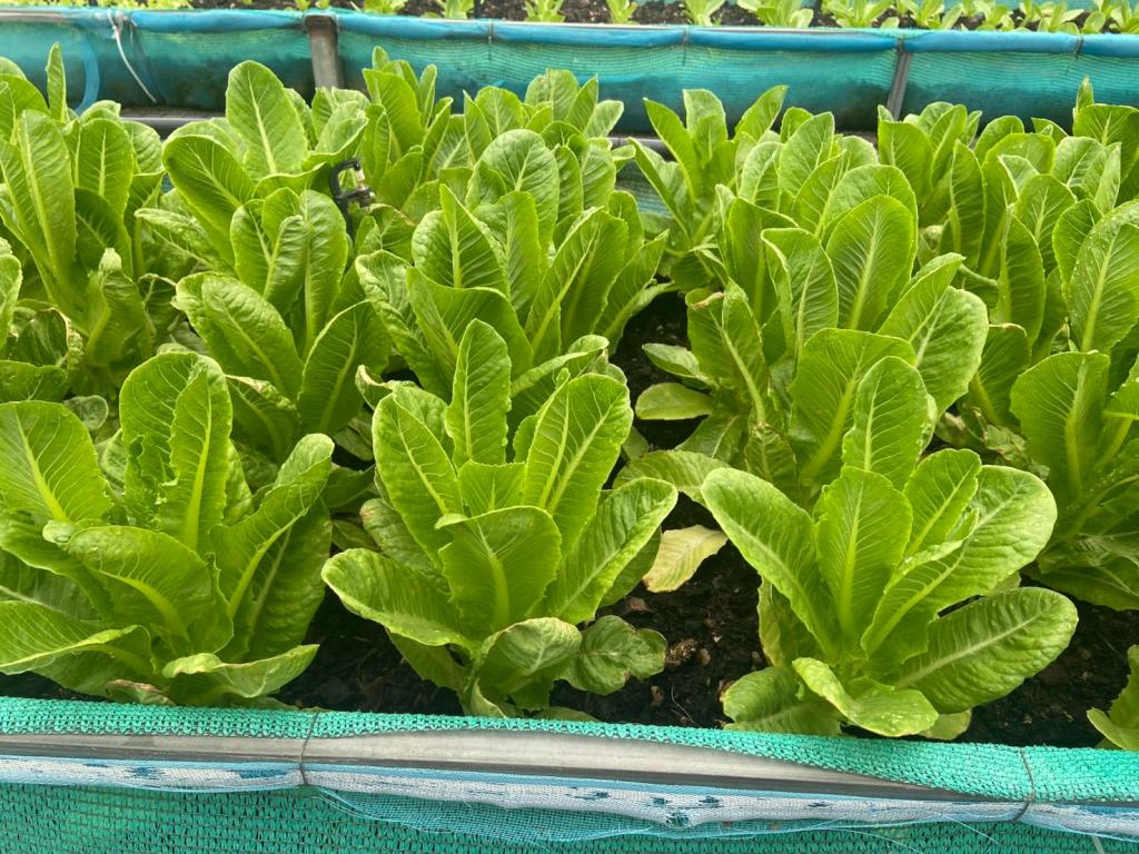 จัดกิจกรรมการฝึกอบรมเชิงปฏิบัติการ “Smart Farm Transformation: ยกระดับเกษตรกรไทยสู่เกษตรอัจฉริยะ”